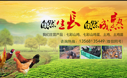 泸县仰天窝七彩山鸡养殖生态农庄